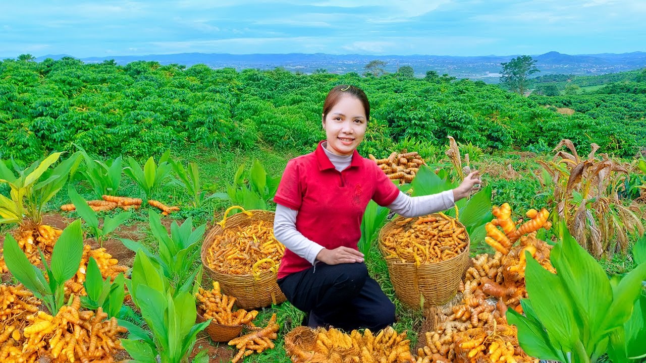 Harvesting Turmeric From Backyard Garden Goes To Market Sell, Cooking Sticky Rice with Daughter