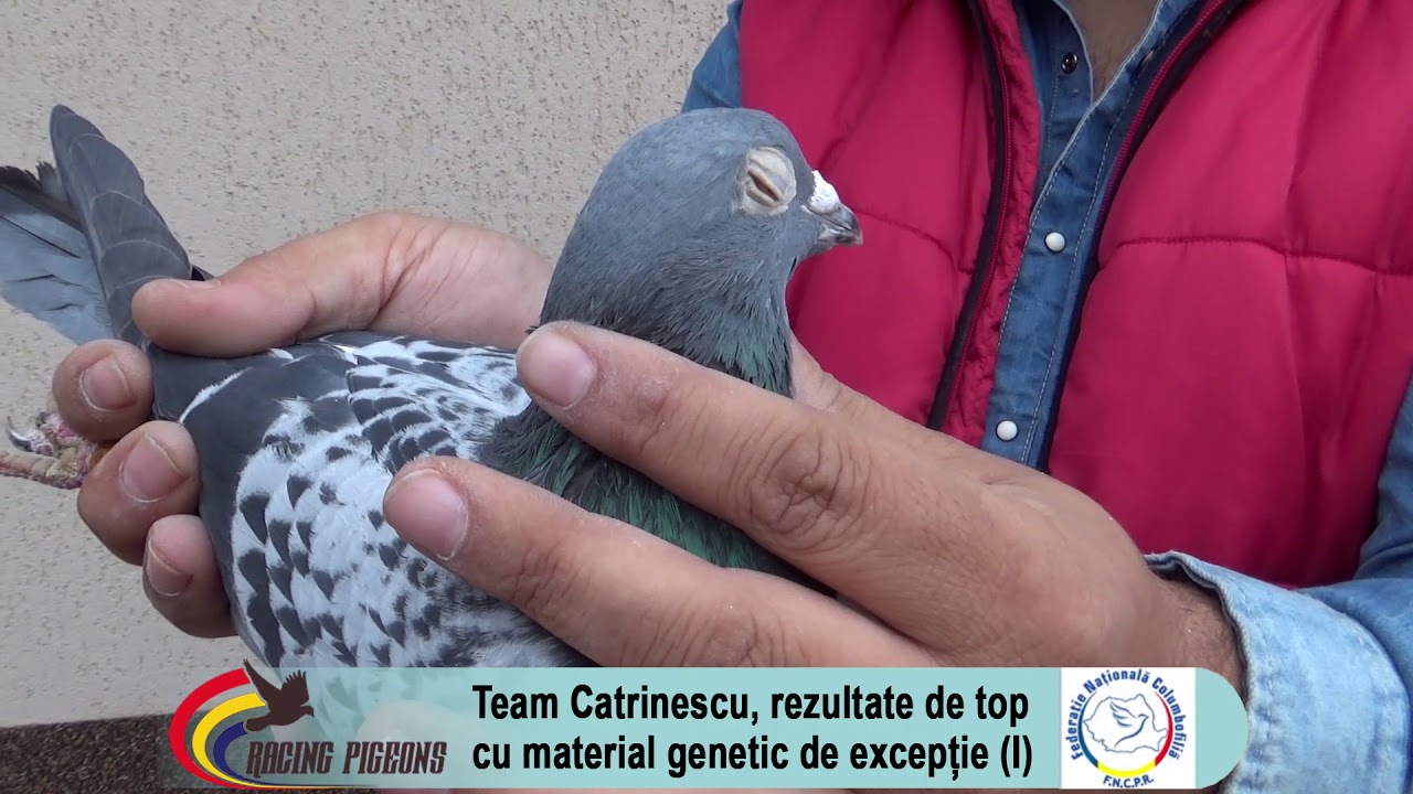 Team Catrinescu, rezultate de top cu material genetic de excepţie (I)