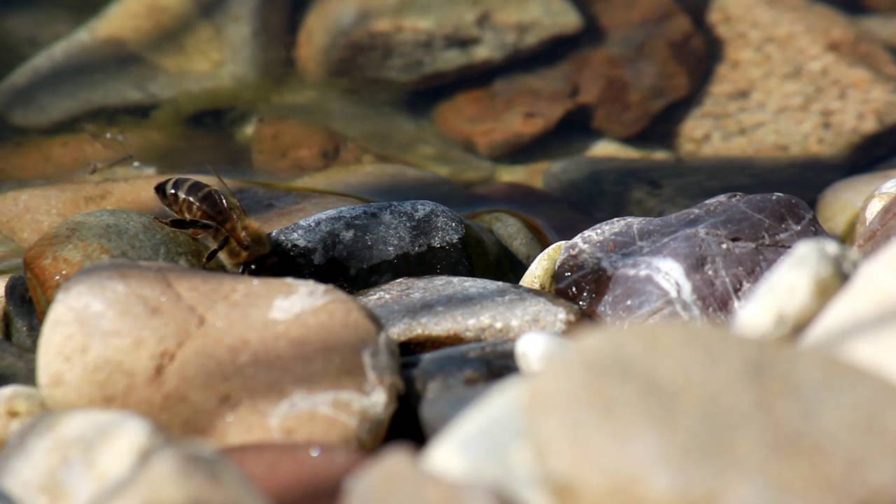 Unsere Bienen beim Wasserholen