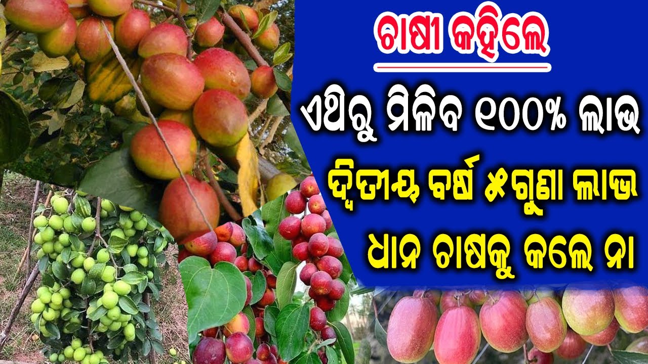 ଦ୍ଵିତୀୟ ବର୍ଷ ମିଳିବ ୫ ଗୁଣା ଲାଭ || 5times Benefit in second year || @efarmingagrokart