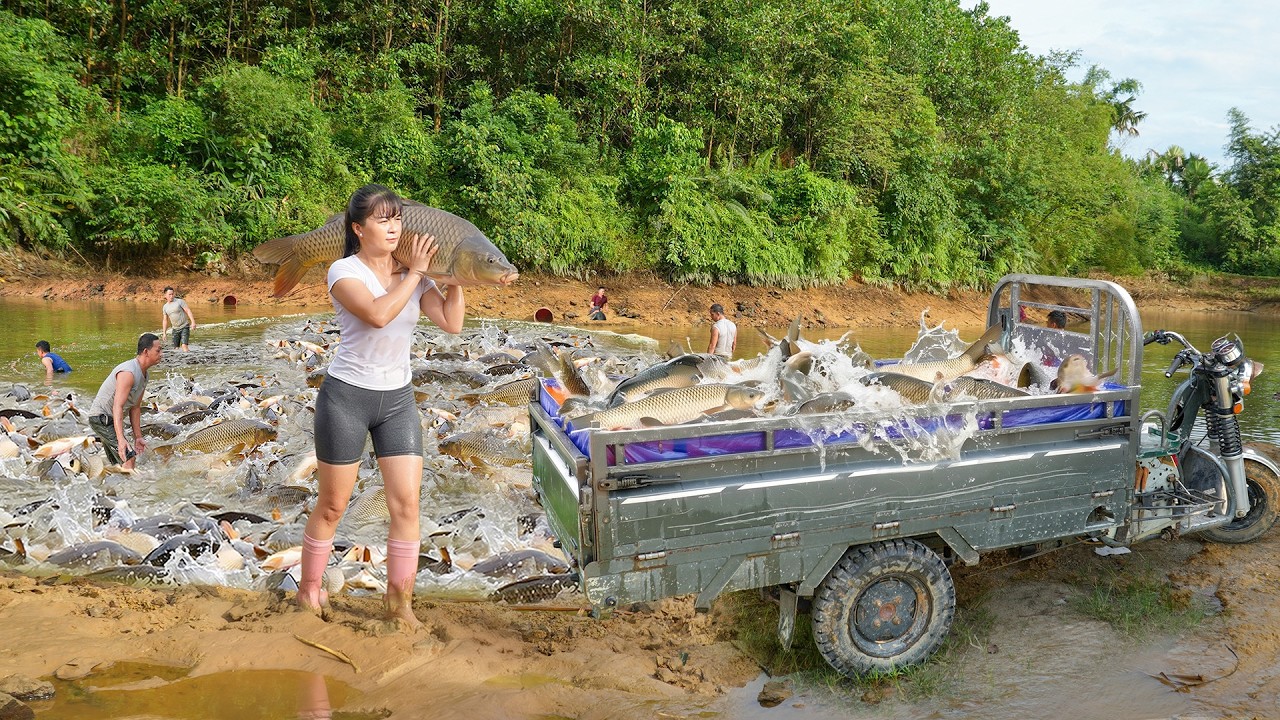 Catching Huge Quantities of Fish From Villagers, Using a Truck to Transport Big Fish to Market fo...