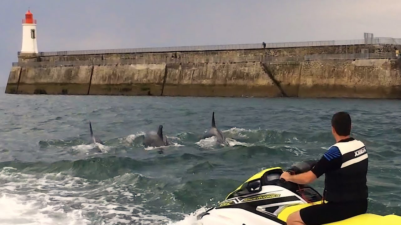 Banc de dauphins aux Sables d'Olonne