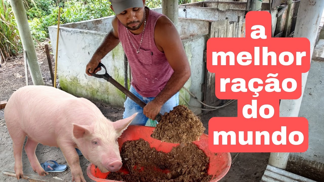 🤠🐷 RAÇÃO BOA E BARATA 🐷 super poderosa caseira 🤠