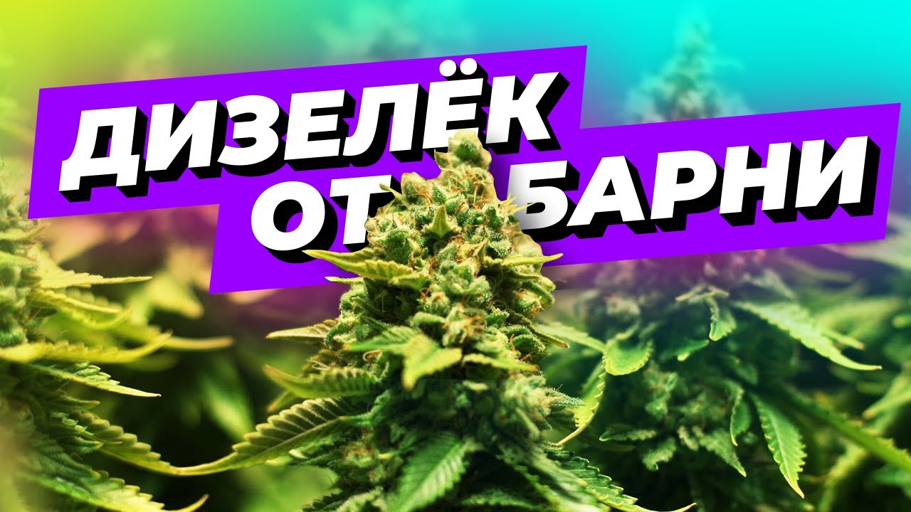 Red Diesel от Barney's Farm | Мэйн-лининг | 2 месяца веги | Фидинги | 200  гр. | Репорт Dzagi