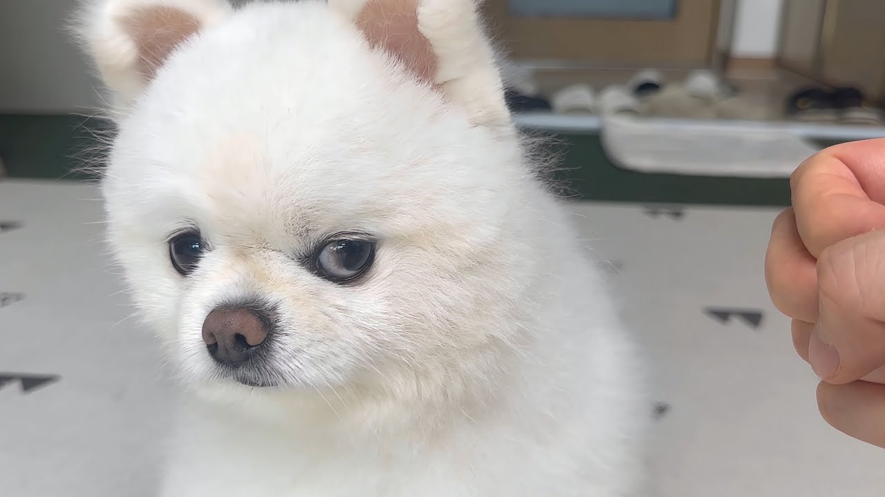 뚜비가 학대를 당한적이 있는지 확인해 봤는데요..