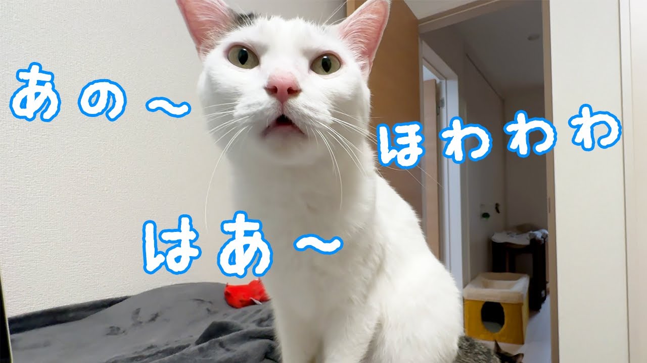 チロさんがすごい喋りかけてきます…