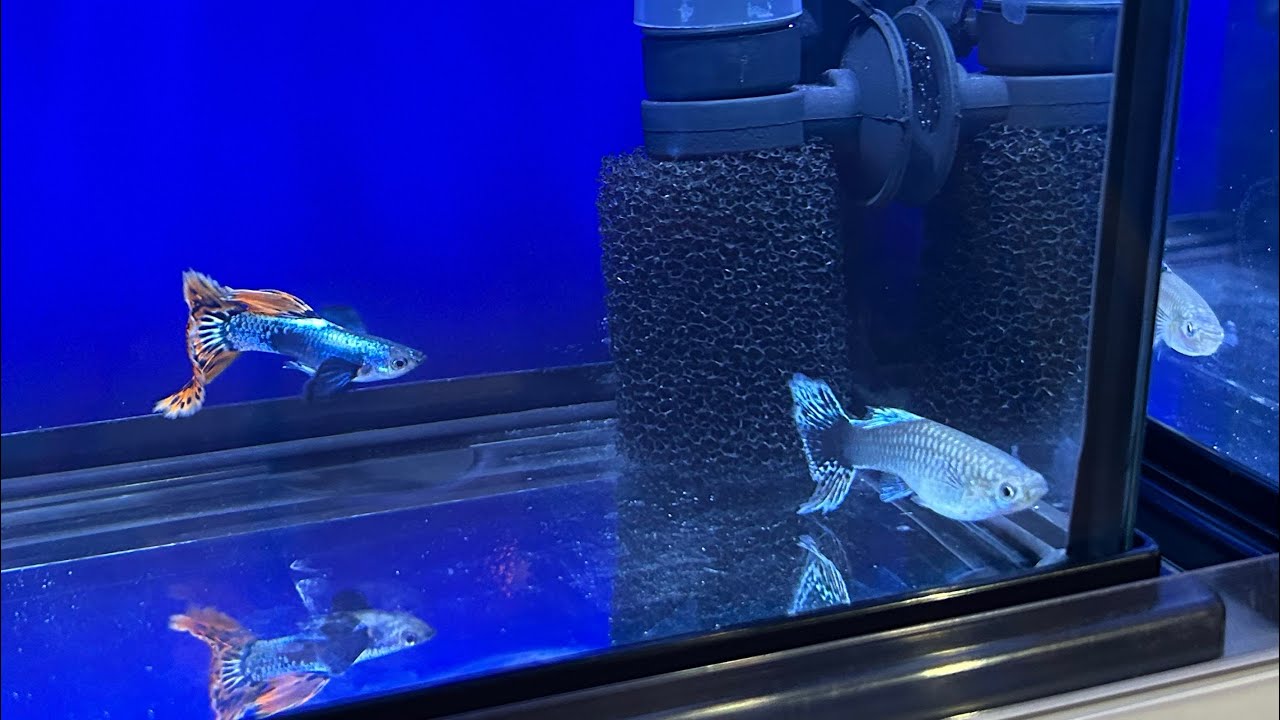Guppy World Contest 2023