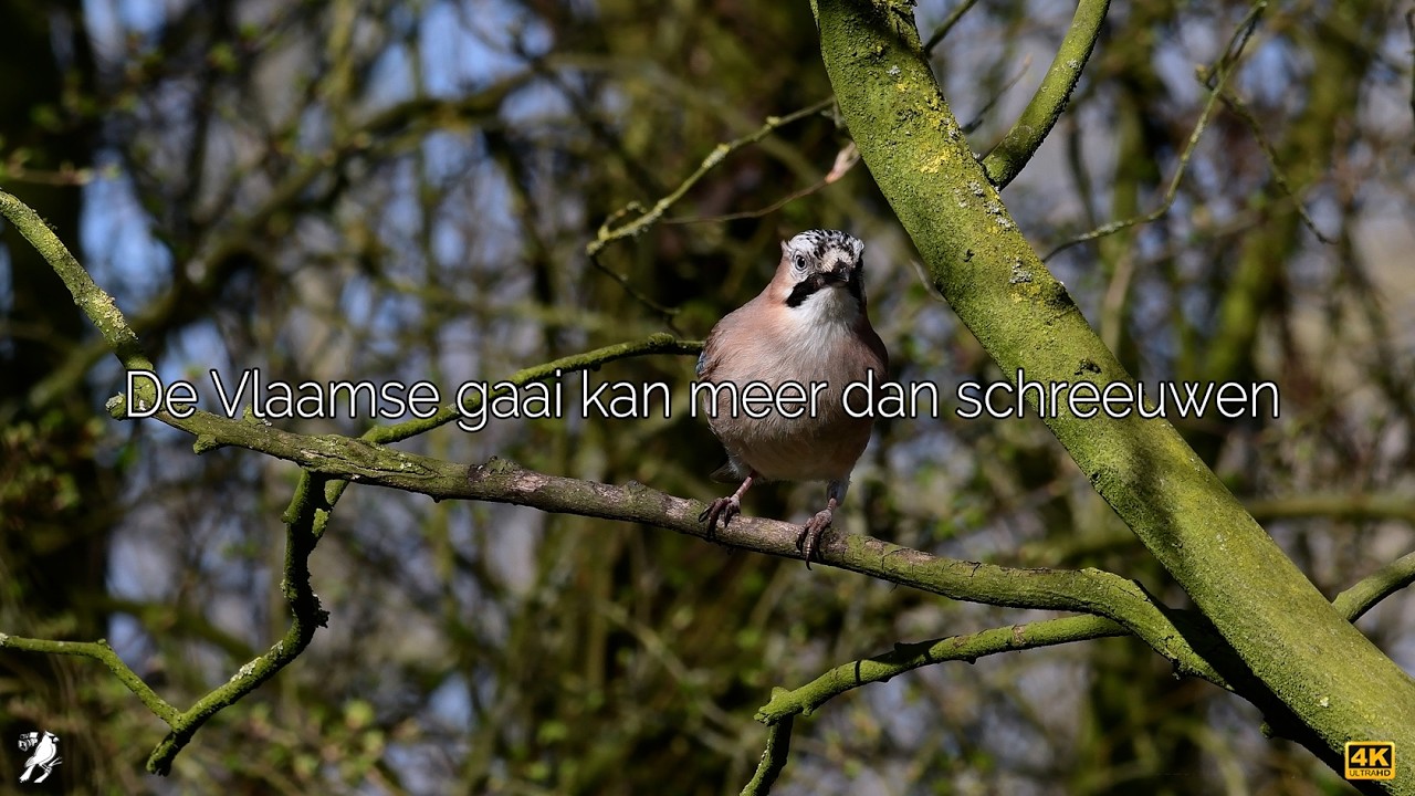 De Vlaamse gaai kan meer dan schreeuwen 🎤