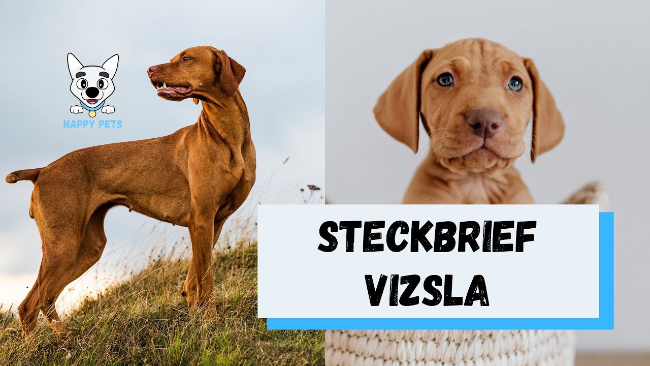 Magyar Vizsla - Steckbrief über #vizsla​​ Charakter, Aussehen, Alltagsleben, Futter, Anschaffung