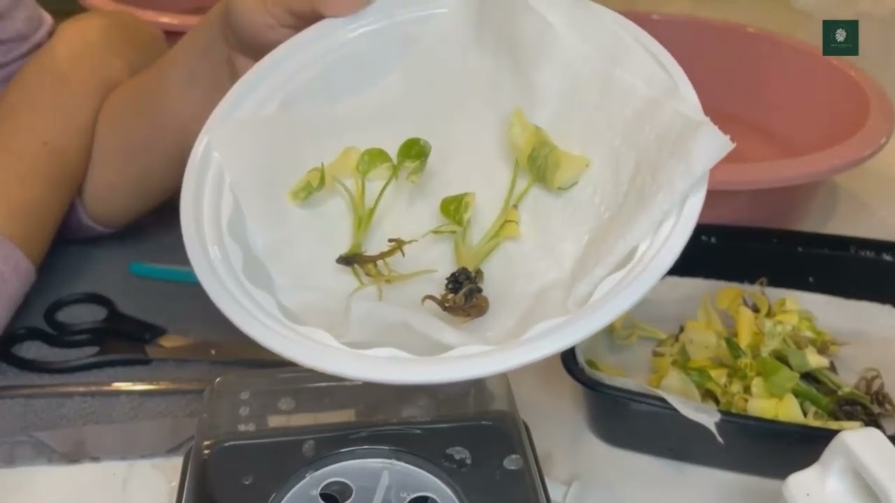 How I acclimate my Thai Constellation Tissue culture plantlets.