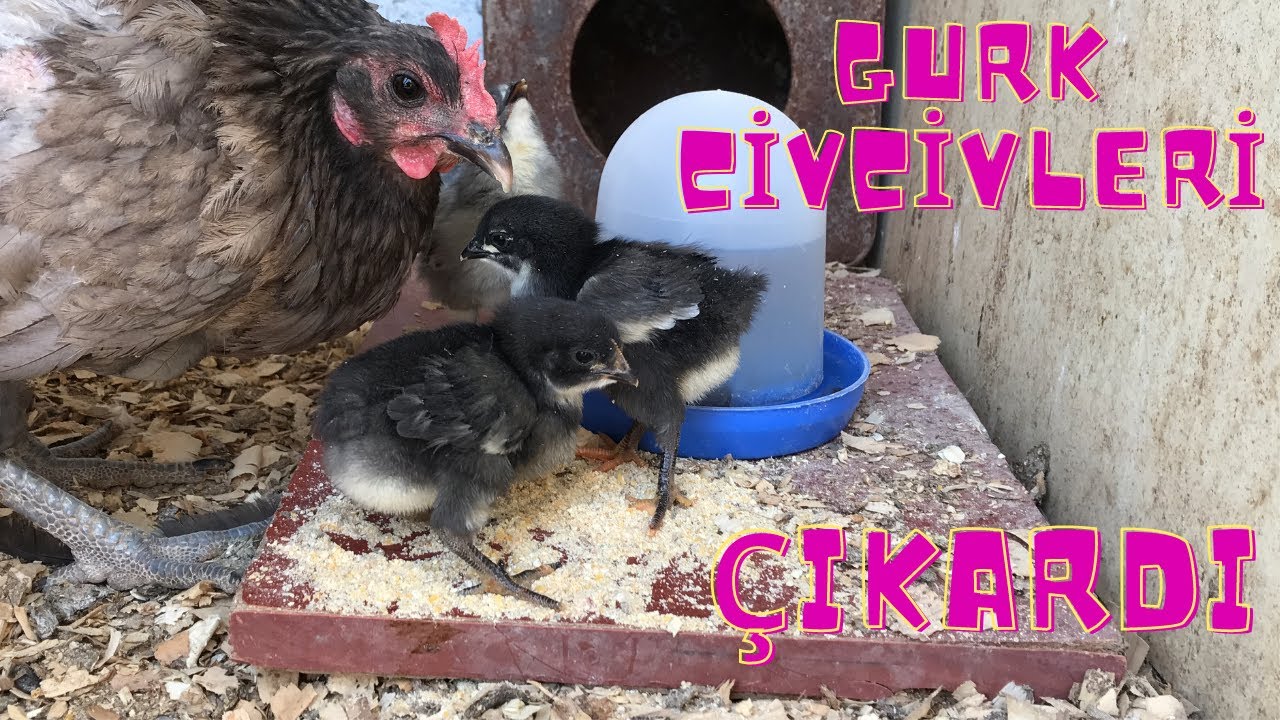 GURK AUSTRALORP CİVCİVLERİ &Ccedil;IKTI!!!