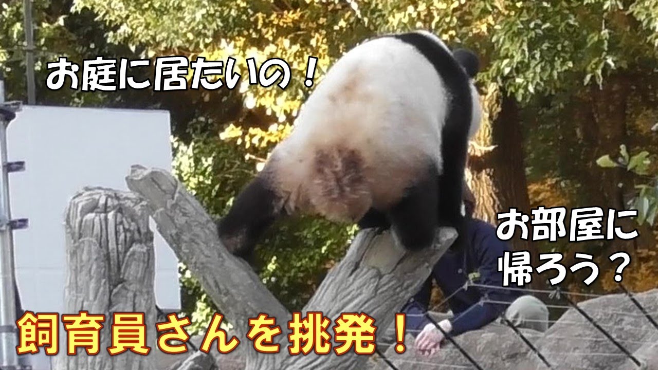12/8悪い子レイレイ飼育員さんの言う事聞かずに挑発してる！giantpanda @tokyo 上野動物園