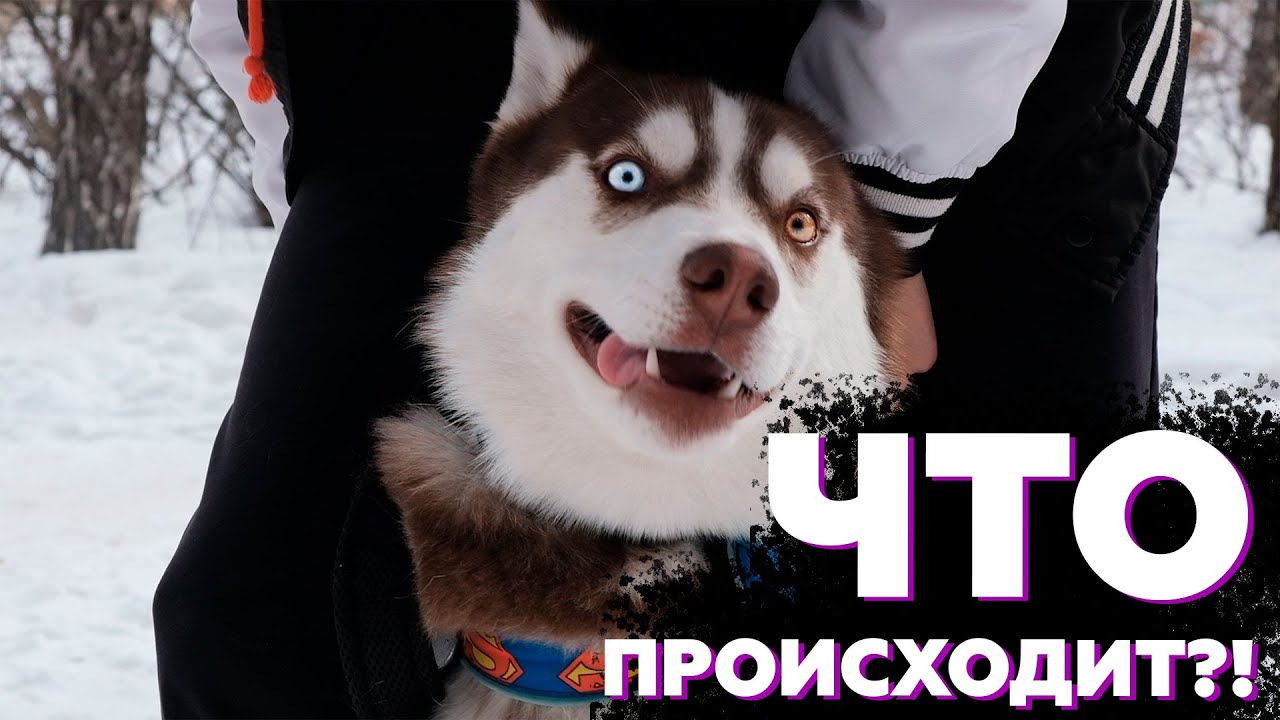 Поставили ЩЕНКА ХАСКИ в упряжку | Кто сказал что у хаски тянуть в генах?