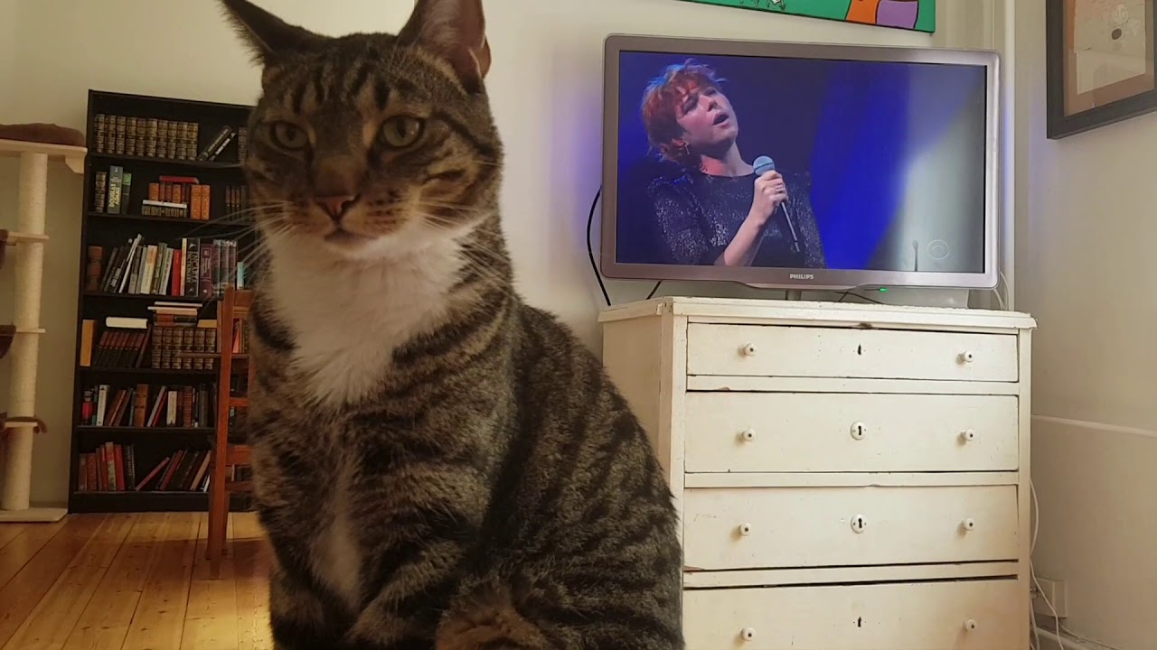 Cat has thoughtful moment listening to Jessie Buckley