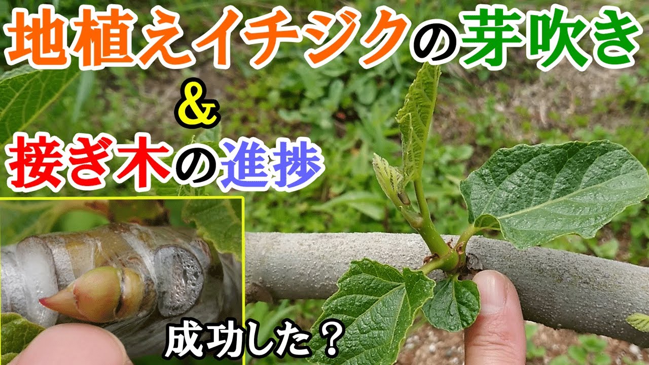 地植えイチジク達の芽吹き＆ビオレソリエス接ぎ木チャレンジの進捗状況