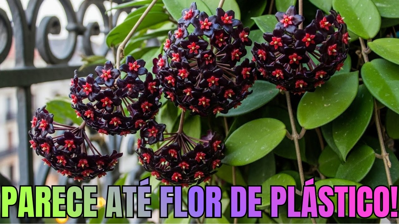 FLOR-de-CERA NEGRA: OS SEGREDOS da FLOR MAIS RARA do BRASIL! (DICAS PRÁTICAS)