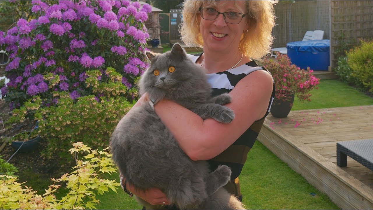 Adorable British Longhair kitten grows up to become huge cat