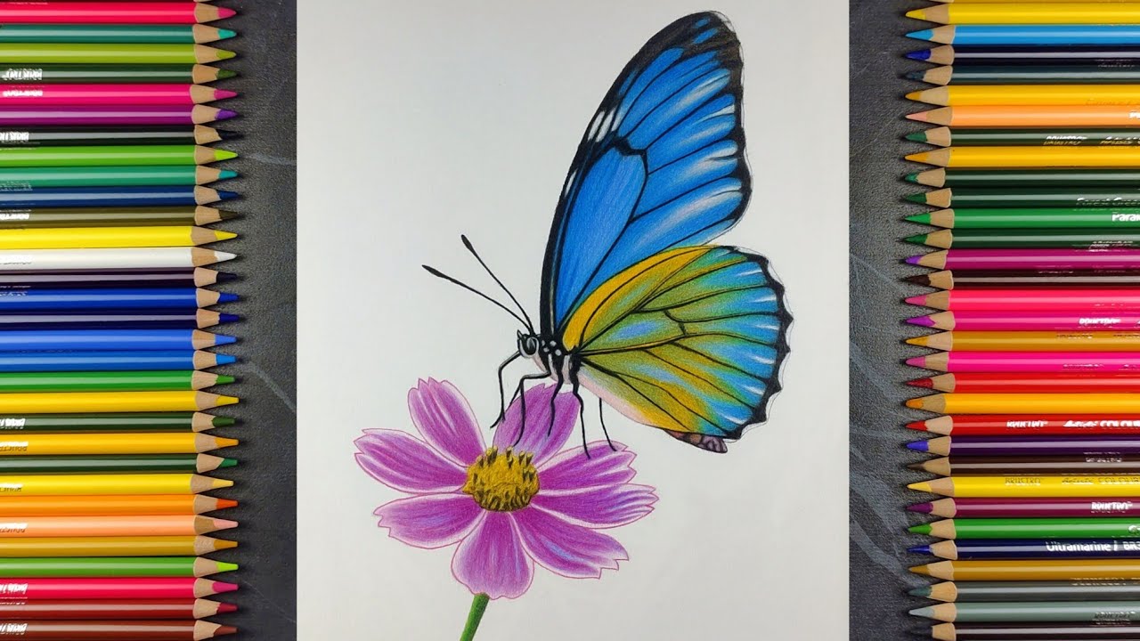 Realistic Butterfly on Flower Drawing | Colour Pencil Timelapse Art