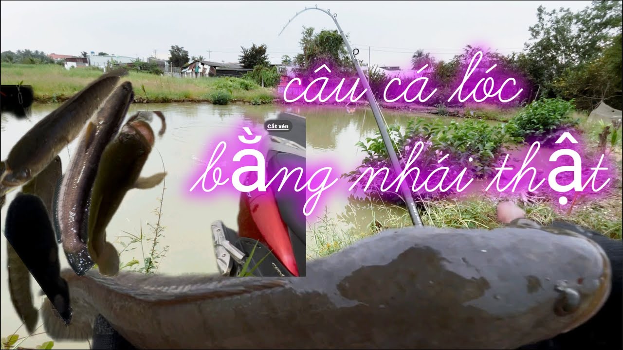 Câu cá lóc bằng nhái thật