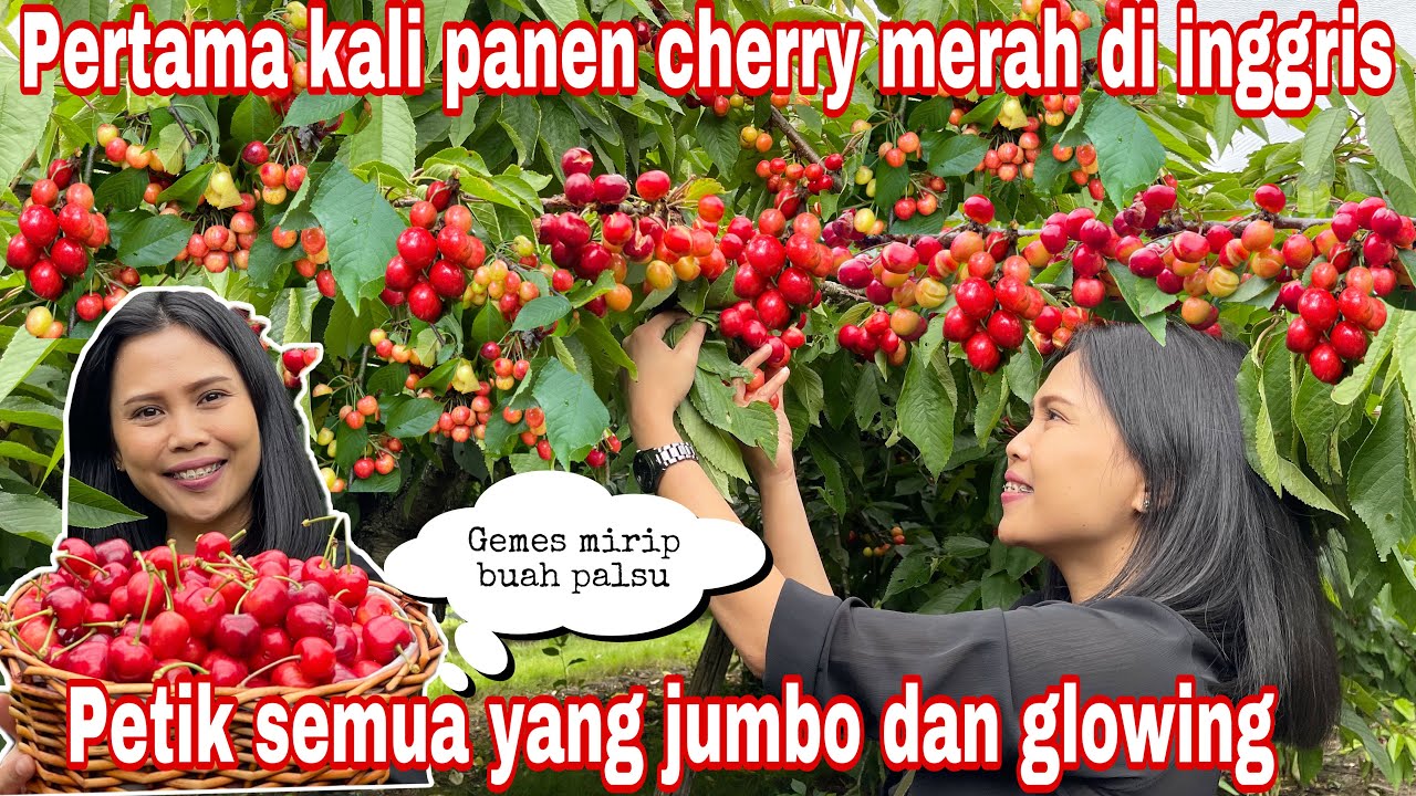 PERTAMA KALI PANEN CHERRY MERAH DI INGGRIS || PETIK SEMUA YANG JUMBO DAN GLOWING