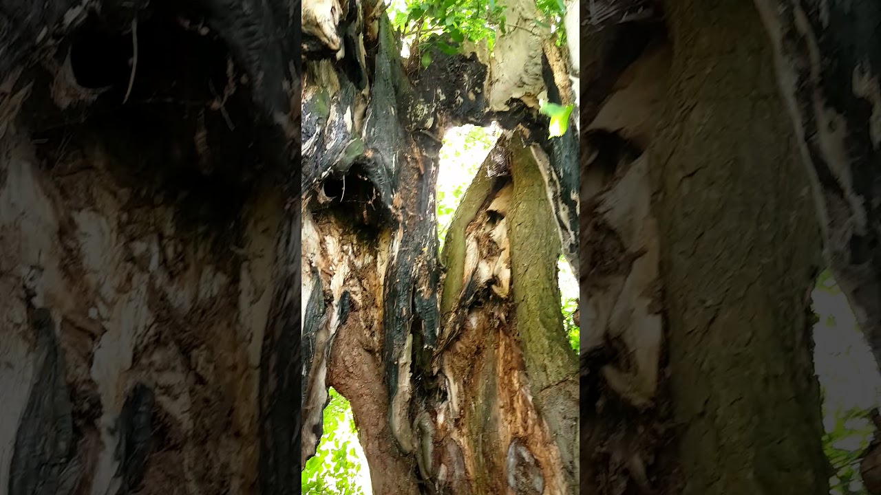 Hollow Elm, Ulmus laevis. Holle Fladderiep, (8,10 m) Frankenfeld, Duitsland
