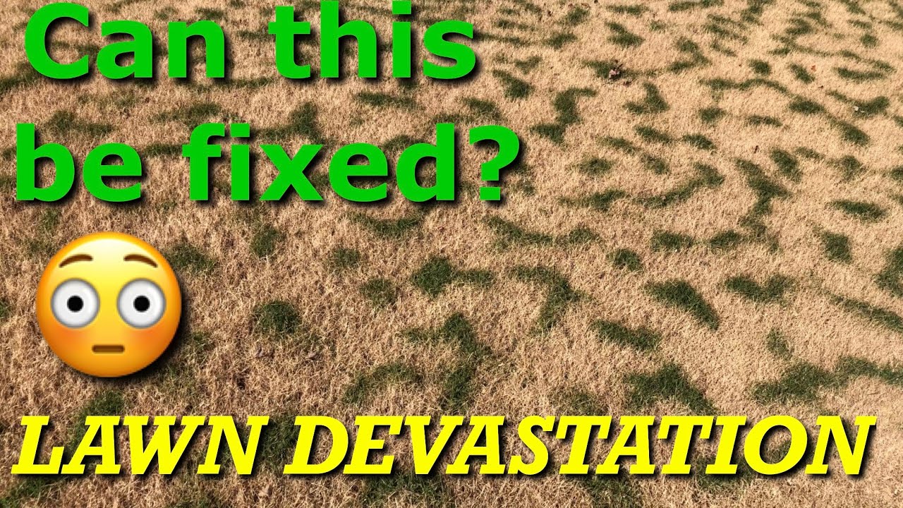 Lawn Fungus Emergency! - Killing Bermuda Yards Everywhere