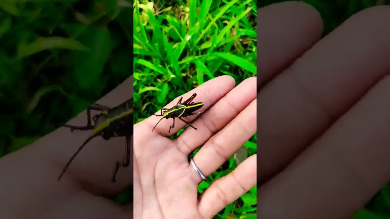 Un chapul&iacute;n 🦗 #videoshort #parati #chapulines #shorts