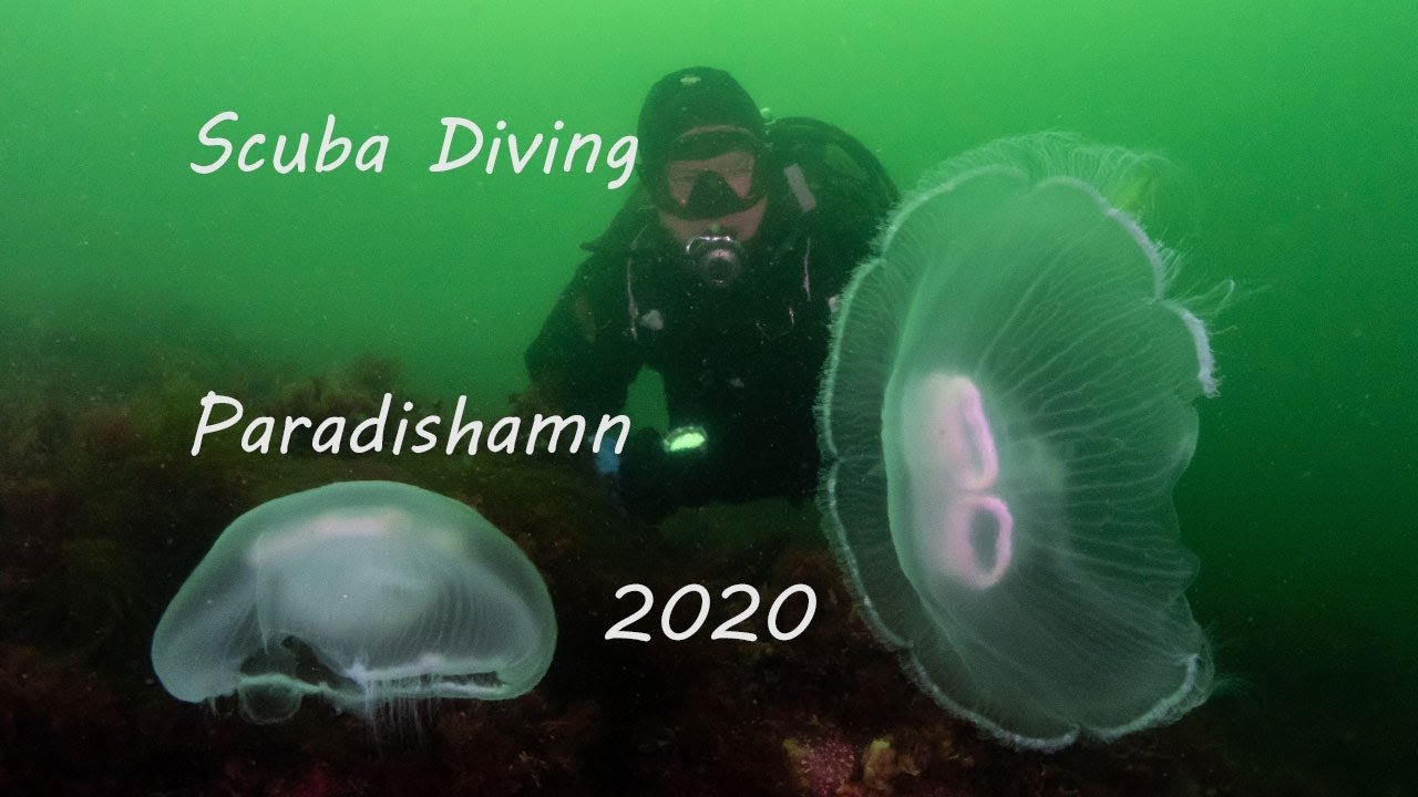 Scuba Diving - Dykning - Paradishamn [2020]