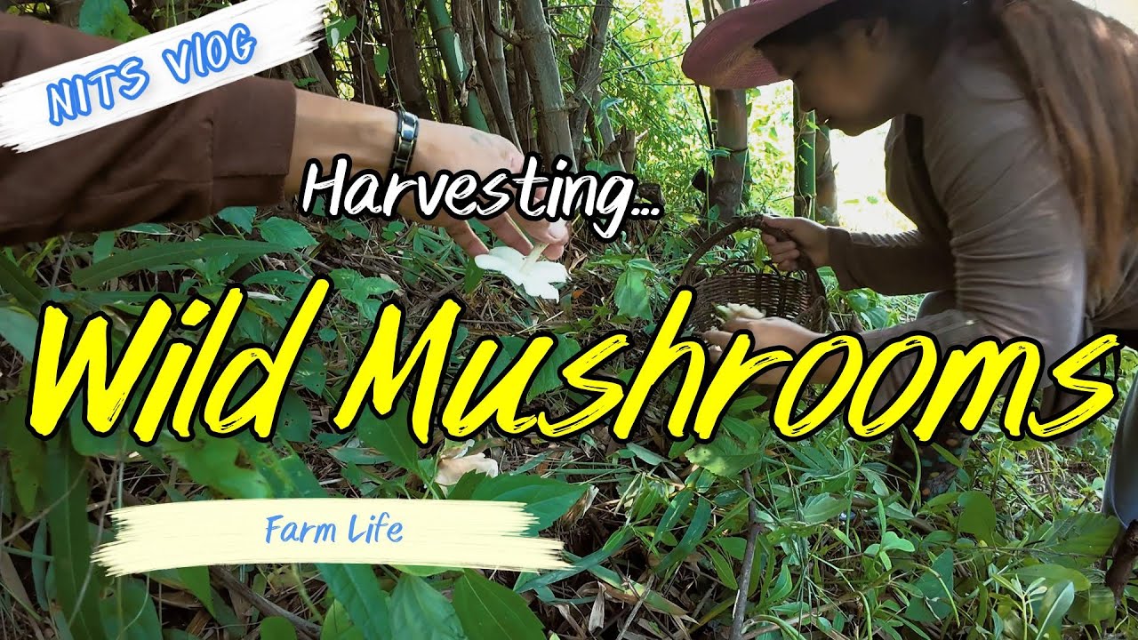 Mag-Harvest Tayo ng Oong Pagay! | Wild Mushroom Hunt in the Philippine Countryside 🍄