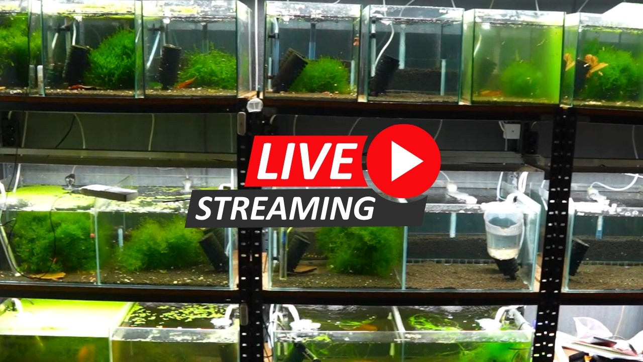 Galactic Shrimps LIVE &ndash; hodowla Caridina