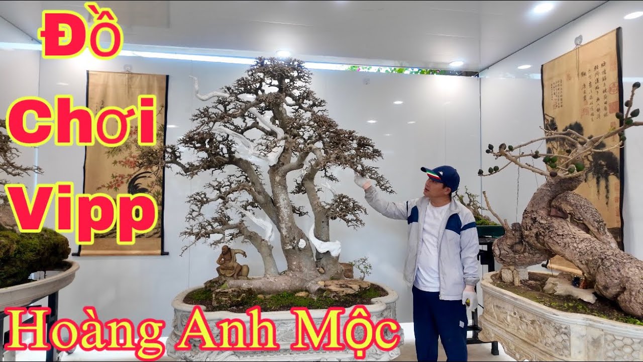 CHIA SẺ-BÁO GIÁ BONSAI!!! (Duối Đá-Hoa Gạo-BonsaiMini) giao lưu Báo giá cùng ae chơi cây