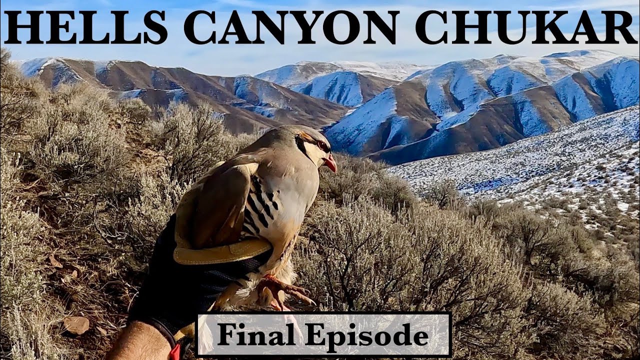 Hells Canyon pt 4, *SUBLIME Chukar Hunting!