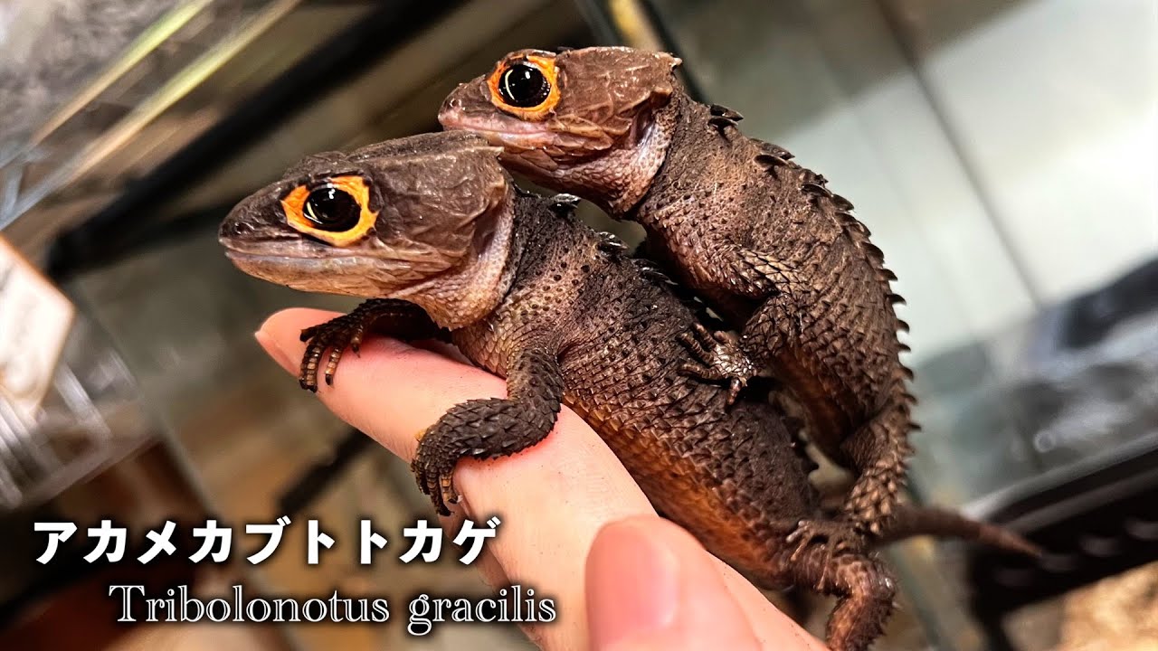 ドラゴンのカップルに変化が…！【アカメカブトトカゲ】