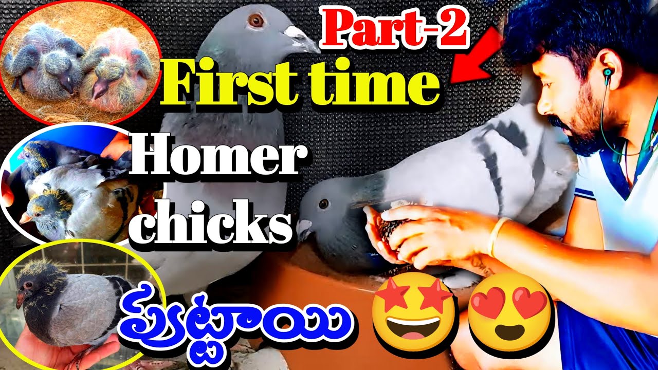 First time New born Homer pigeon chicks || How to raise racing pigeons at home Telugu || pavuralu