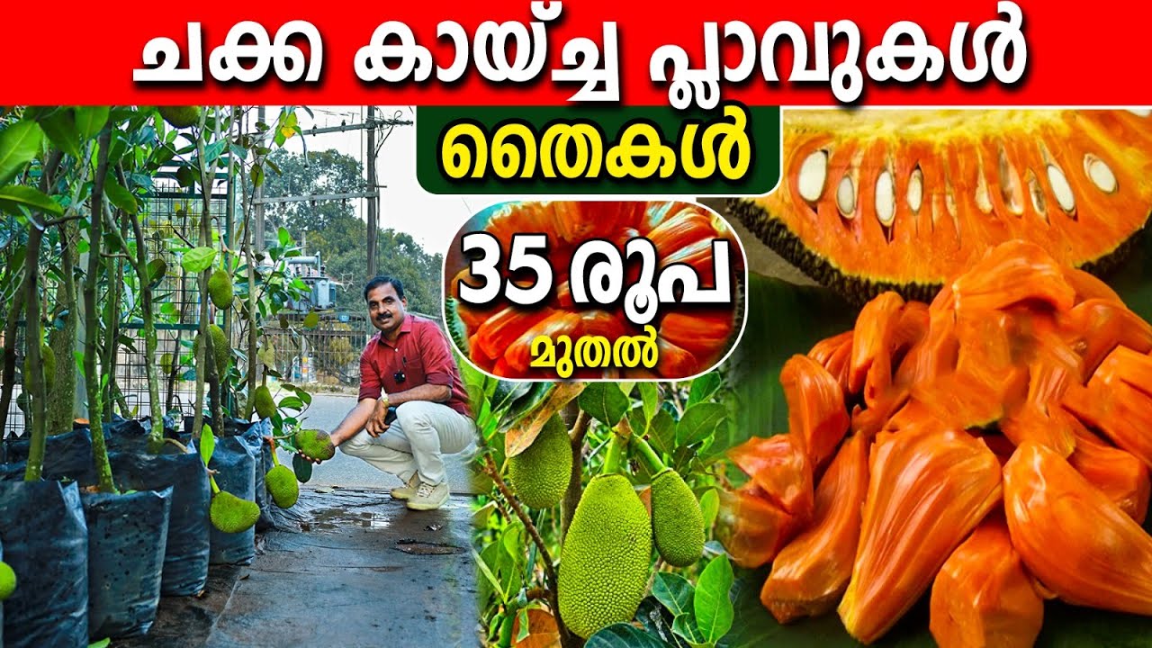 ചക്ക കായ്ച്ച പ്ലാവ് തൈകള്‍ | 3 ലക്ഷം തൈകൾ 35 രൂപയ്ക്ക് |ആരും തരാത്ത വിലയിൽ |കിട്ടാത്തവര്‍ വിളിച്ചോളൂ