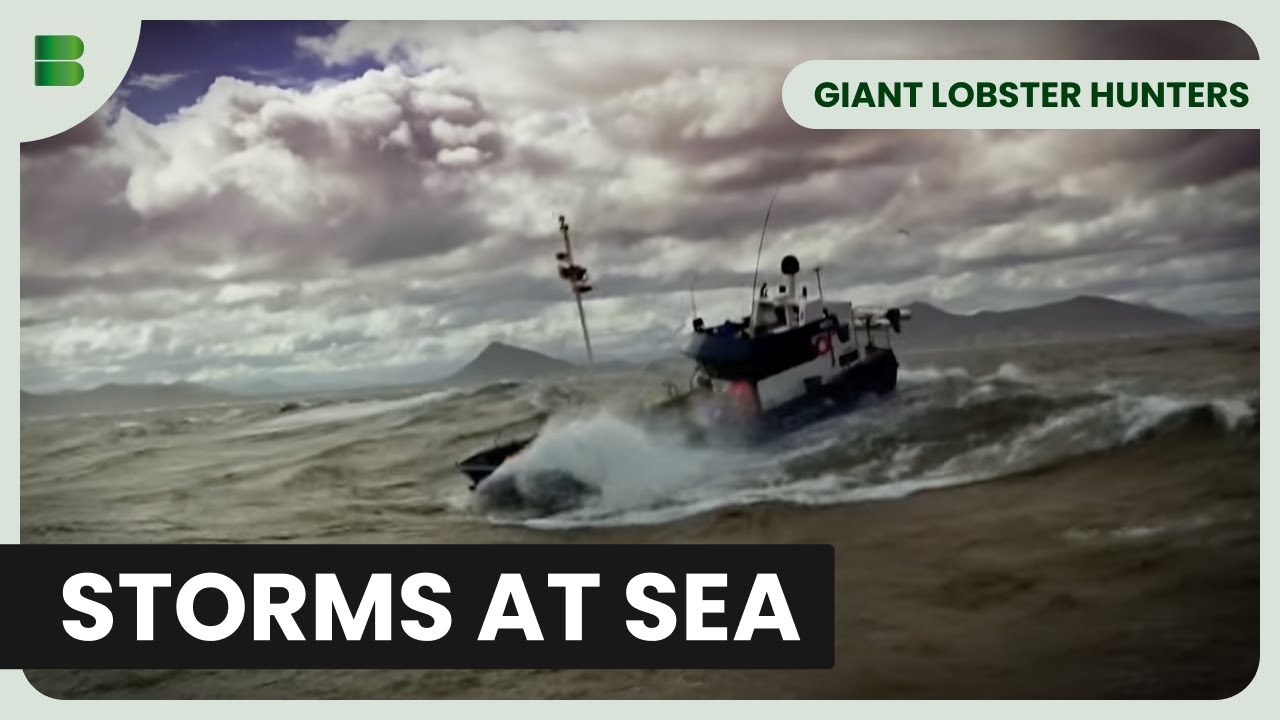 Rookie vs. Tough Sea - Giant Lobster Hunters - Documentary