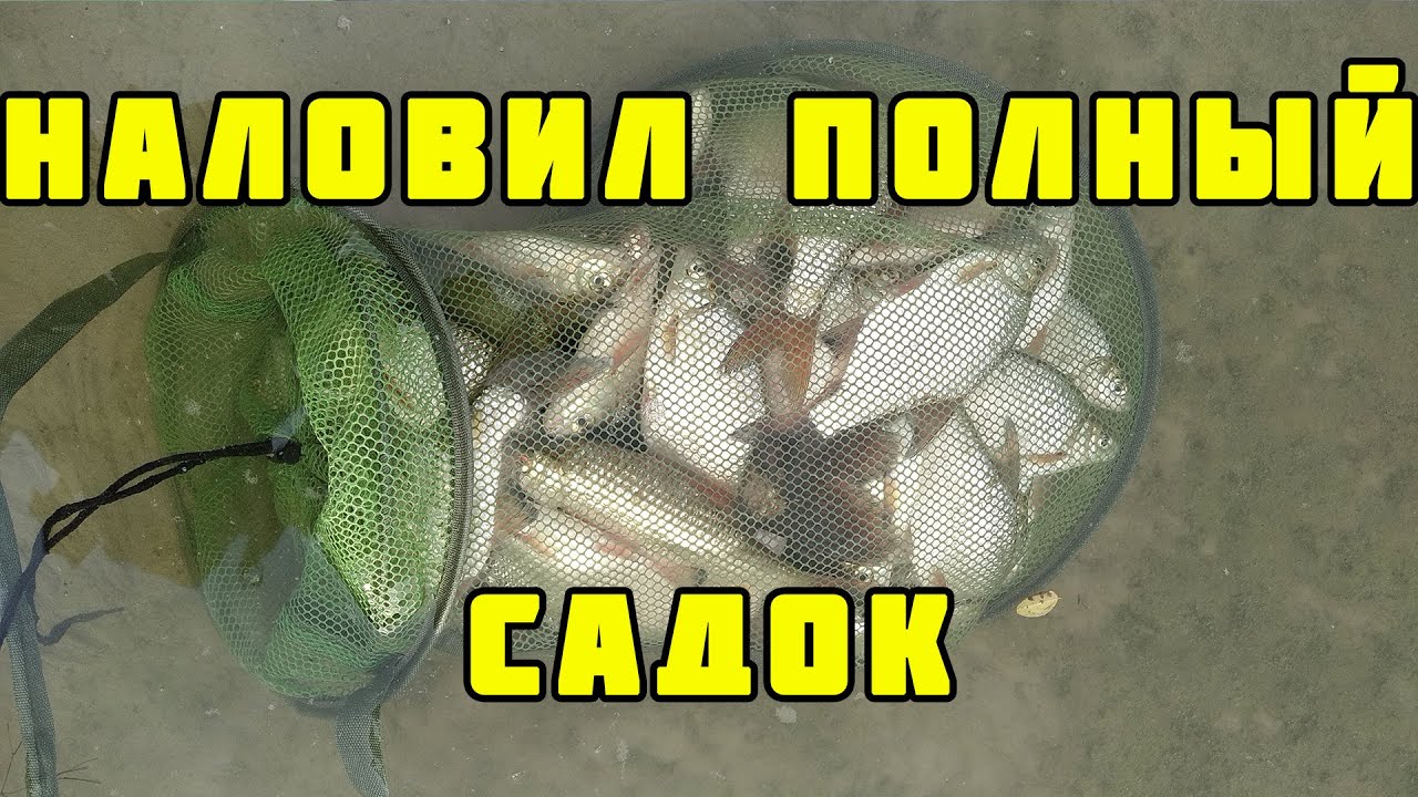 Тарань, густера, подлещик в проводку на Дону. Рыбалка 2021 на отводной поводок.