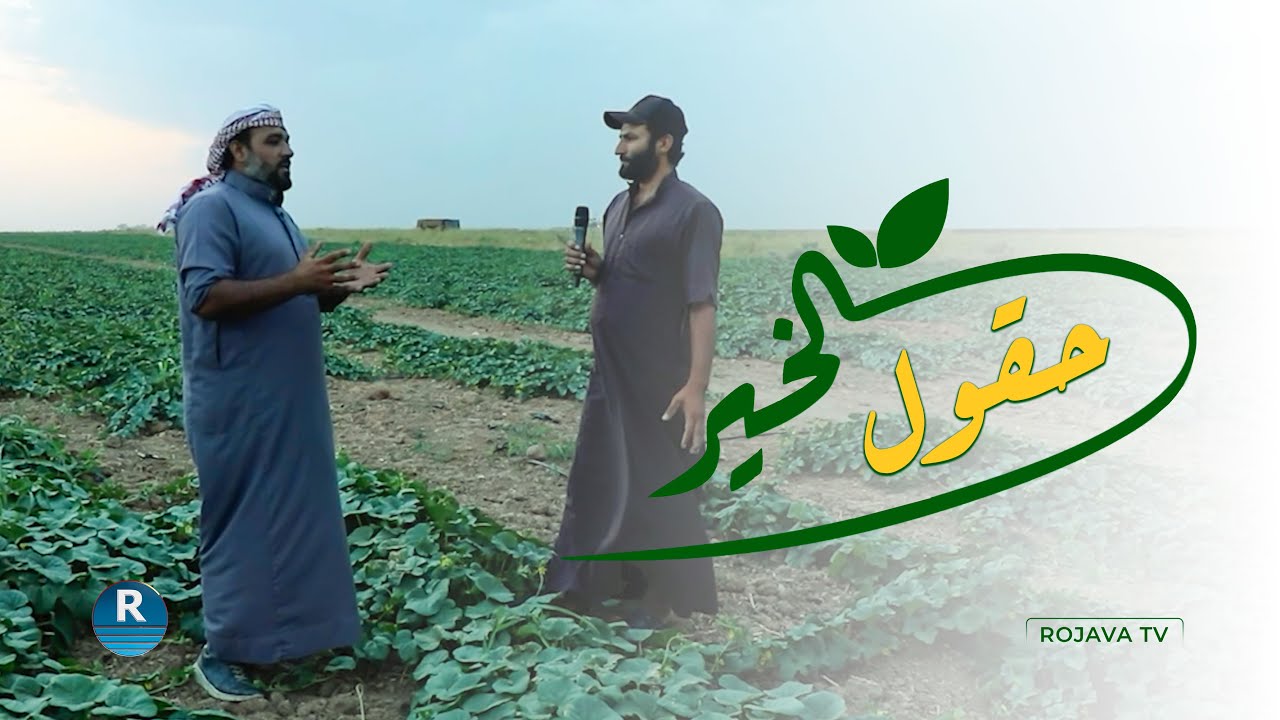 زراعة البطيخ الأصفر بريف الرقة..