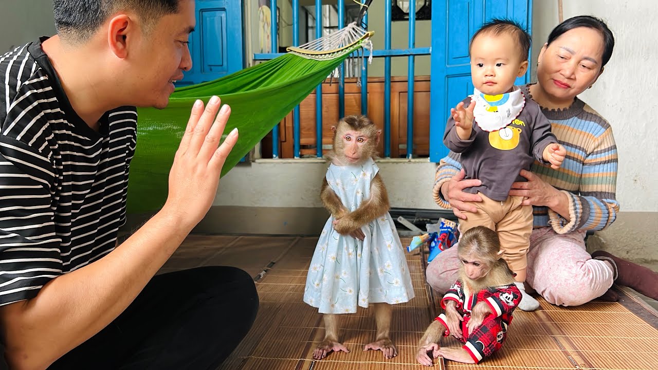 Monkey Tina and Xuka were sad to have to leave Uncle Tuan and go to their new home.