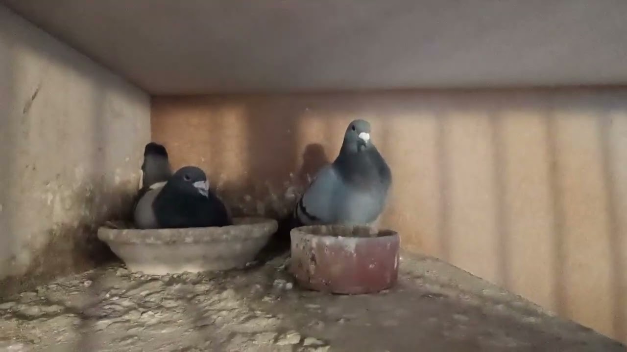 Jak dobieram Pary 2026! Jak je łączę? Kto chętny na młode? tel. 513812854 #pigeon  #młode2026