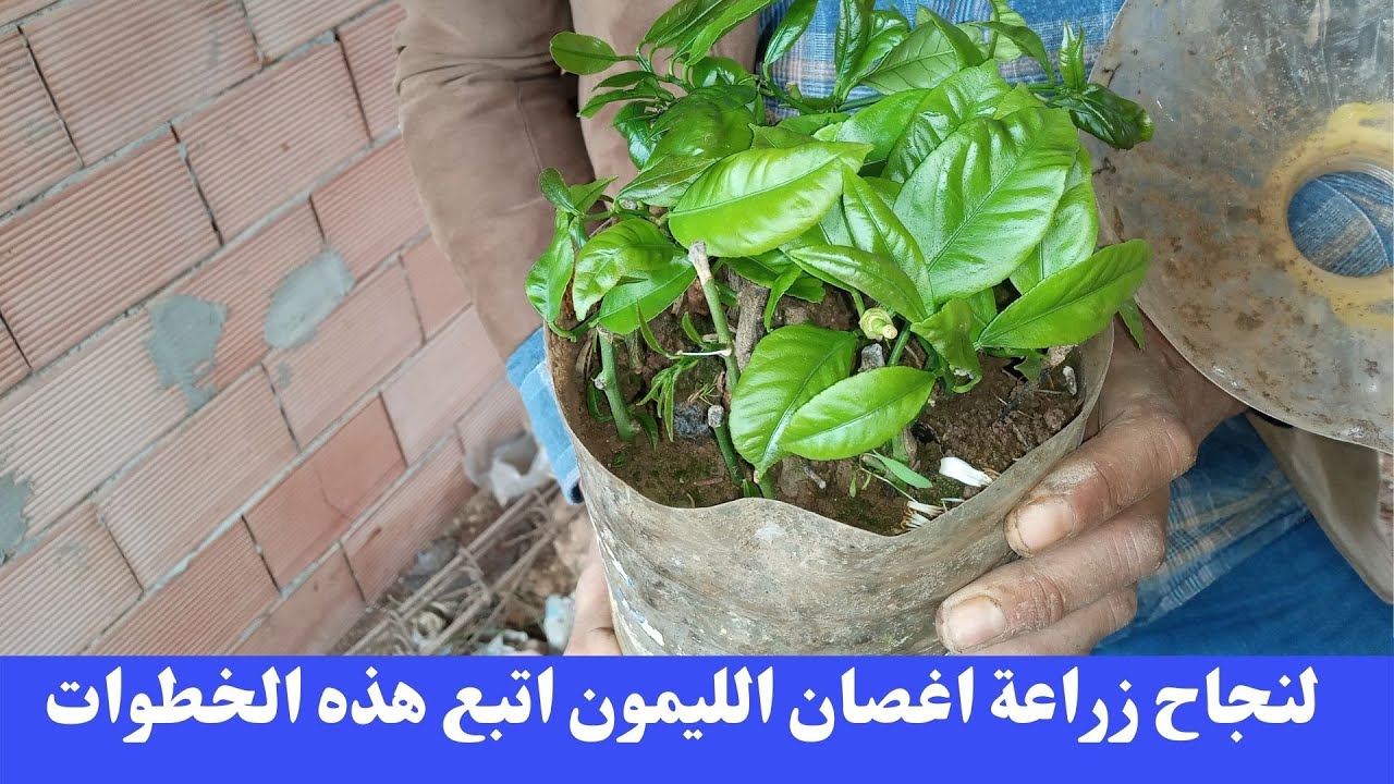 سر زراعة شجرة الليمون / زراعة عقل الليمون/Cultivation of lemon cuttings