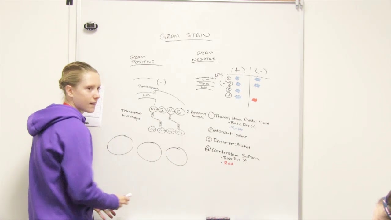 Staining- Gram Stain Part IV