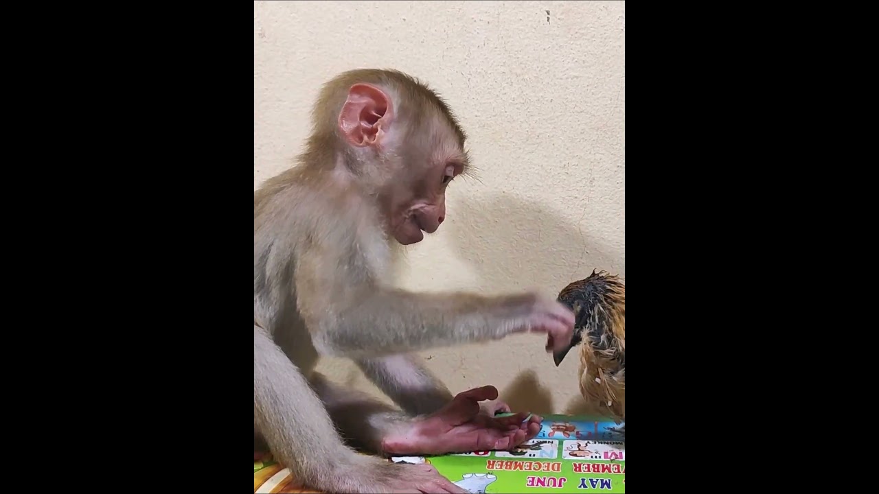 #monkey