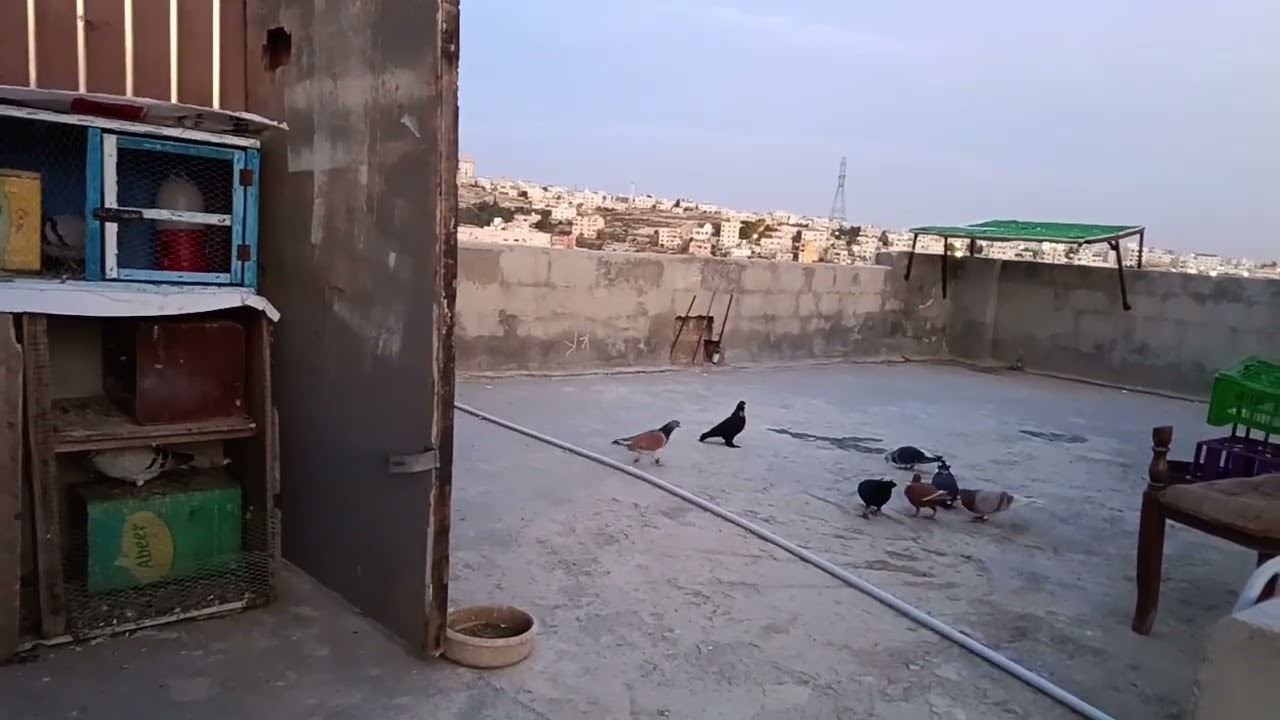 صيد طير  راح تحبيس 💥🤔