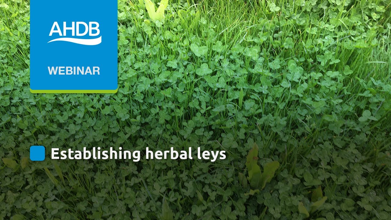 Herbal leys: establishment – looking forward to 2021