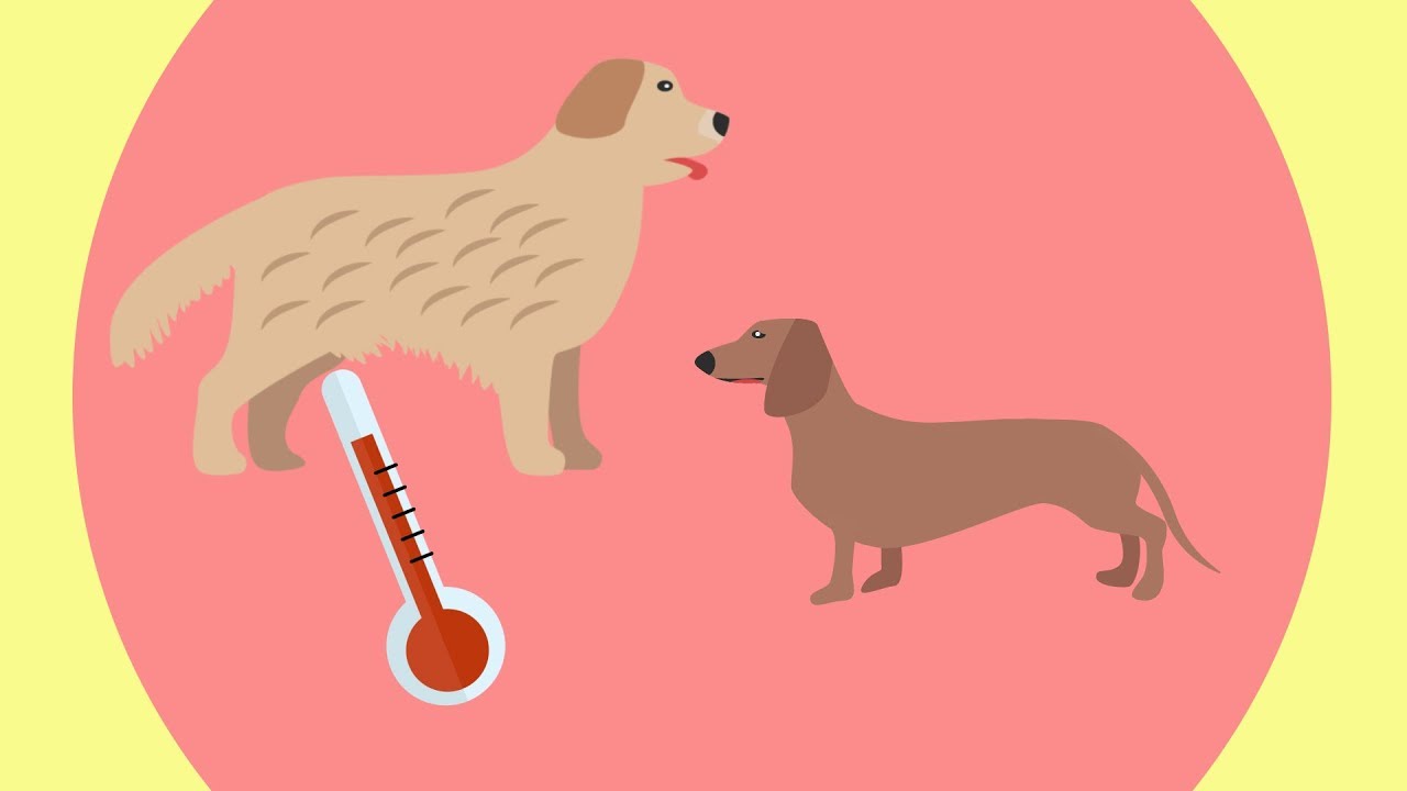 Hoe lang kan een hond in een warme auto zitten?