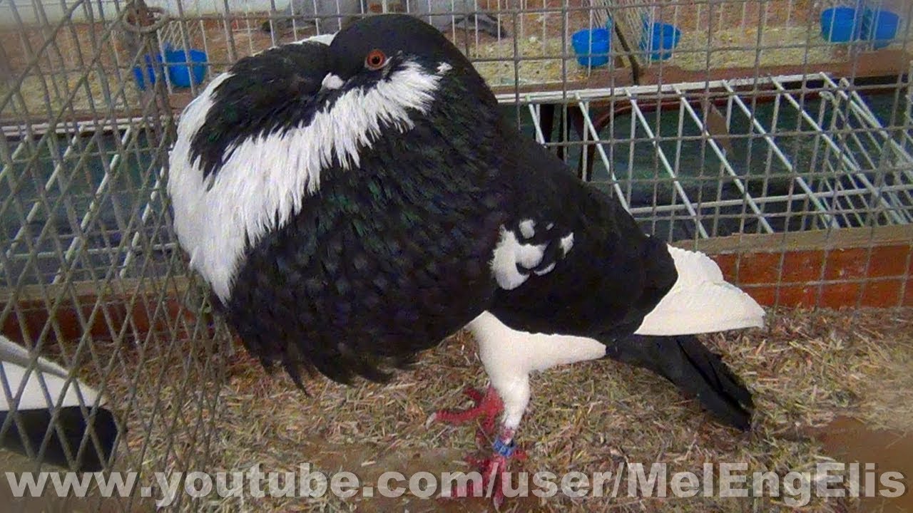 Boulant de Norwich Champion - Cropper Pigeon - Kröpfer Tauben - Exposition Avicole de Oisemont (80)