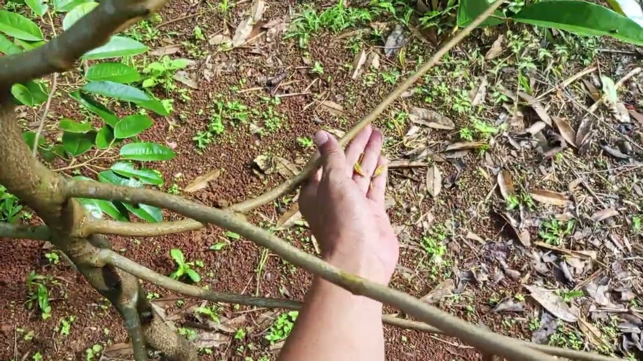 Pohon Durian Bawor Setelah d Pruning 