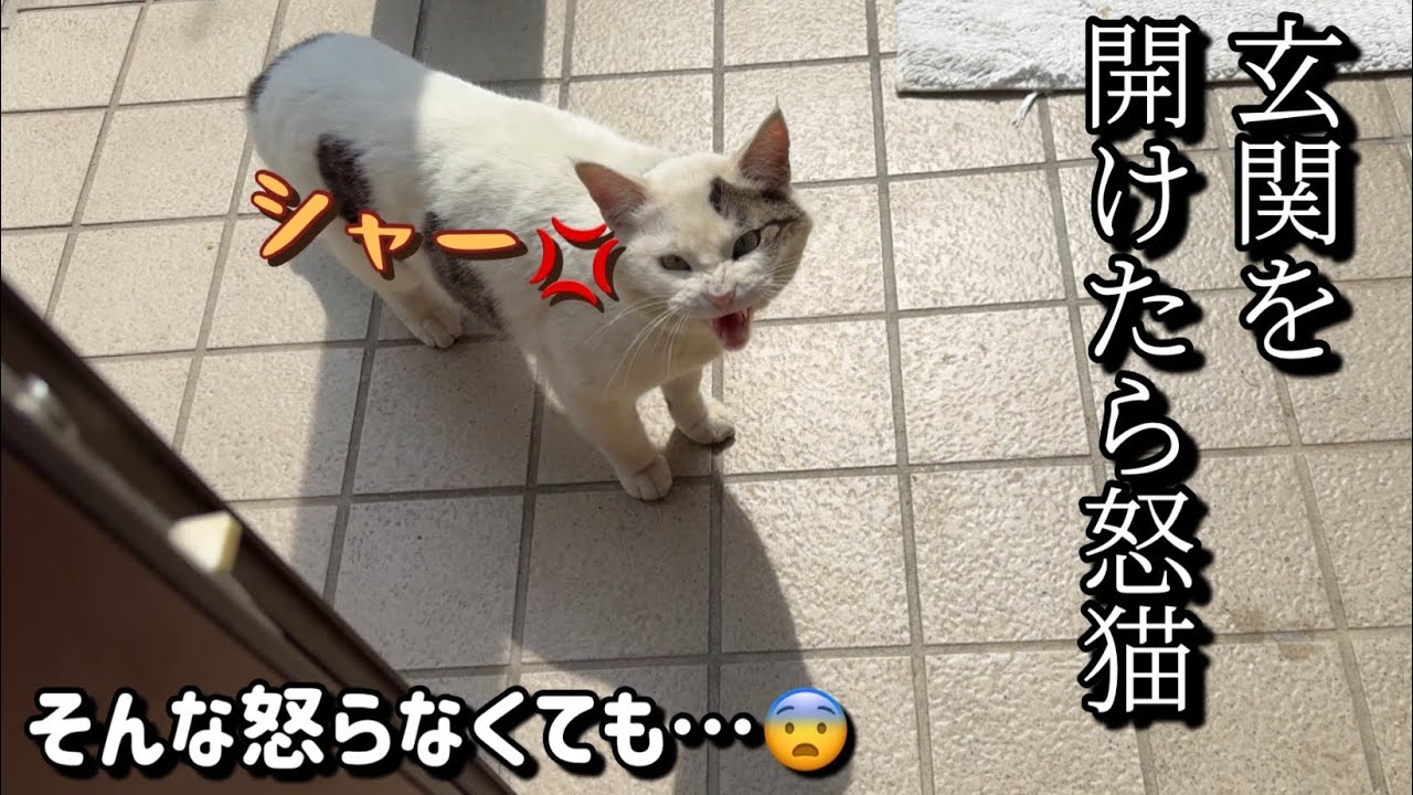 激怒で挨拶をする猫。亡くなった店主に呼ばれて来た！？