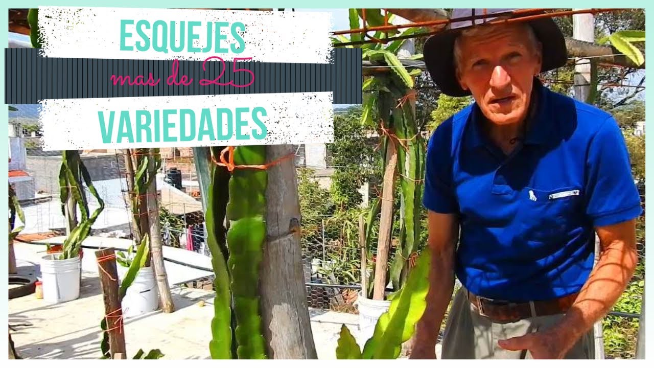 25 VARIEDADES DE PITAHAYA en macetas [VENTA DE ESQUEJES]